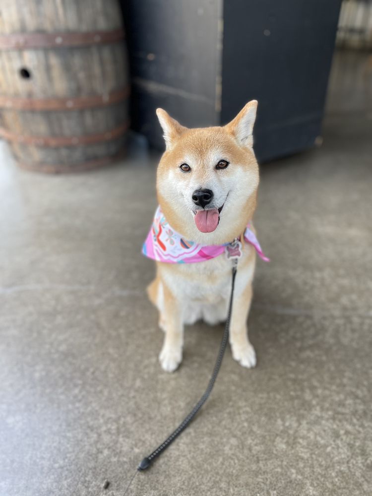Dogwalker Etc - pet boarding facility in Honolulu, HI