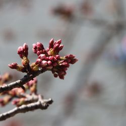 National Cherry Blossom Festival