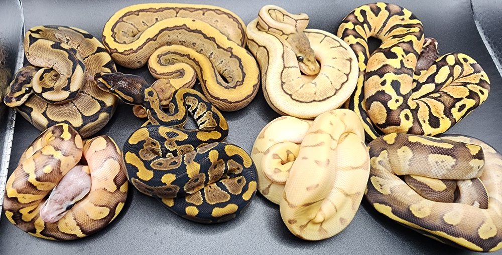 Exquisite Balls and Exotic Pets - reptile breeding in Chelsea, AL