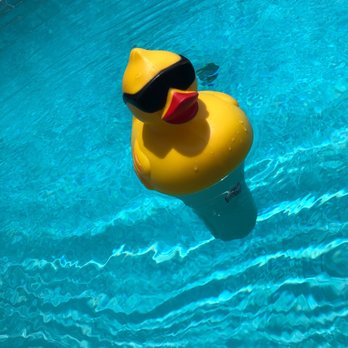 Quan's Pool - Chill Hunny Bunny! - Pool Cleaners Near Me