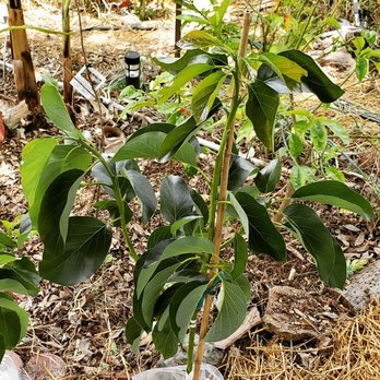 Top Tropicals - Nurseries & Gardening Near Me - Fort Myers, Florida Top Tropicals - Nurseries & Gardening Near Me - Fort Myers, Florida