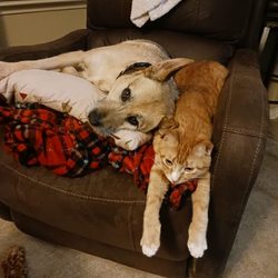 Dog Kisses Camp