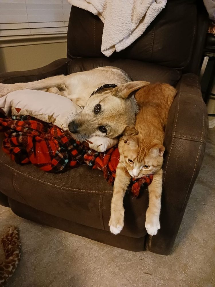 Dog Kisses Camp - pet boarding facility in Manor, TX
