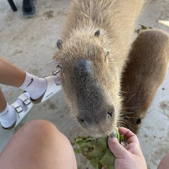 Blue Hills Ranch - Feeding and hanging out with capybaras was so much more fun than we had anticipated! - Hotels Near Me - McGregor, Texas Blue Hills Ranch - Feeding and hanging out with capybaras was so much more fun than we had anticipated! - Hotels Near Me - McGregor, Texas