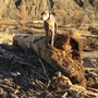Rambo Sawmilling