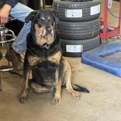 Blacktown Auto Service & Repair - Loki, Our Shop Doorbell.
