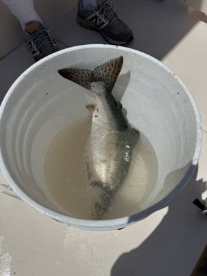 Bon Chovy Fishing Charters by null