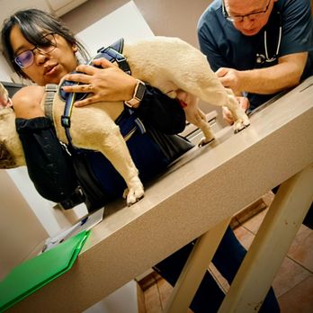 Apollo Animal Hospital - Veterinarians Near Me - Glendale, Arizona Apollo Animal Hospital - Veterinarians Near Me - Glendale, Arizona