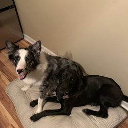 Five Points Pet Resort - Lucy & Dolly