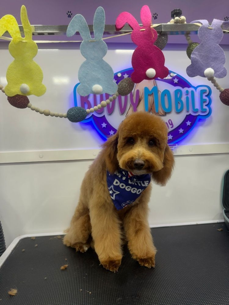 Buddy Mobile Pet Grooming Image