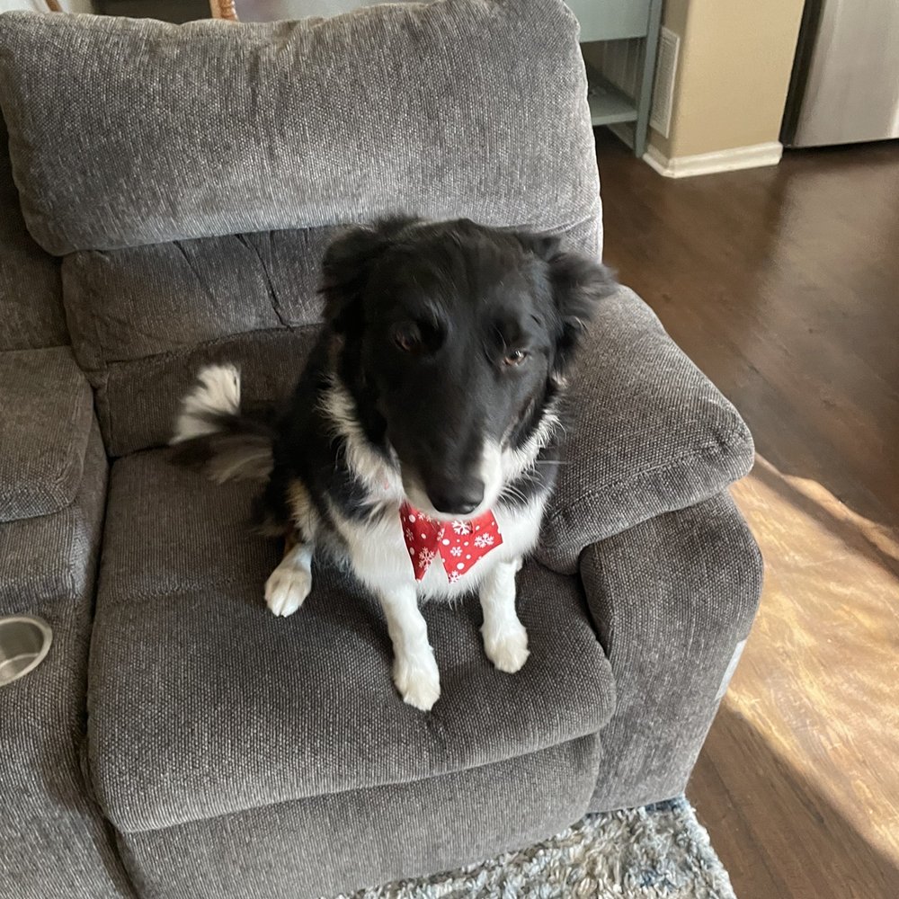 C n C Grooming - Pet Groomers Near Me - Erie, Colorado C n C Grooming - Pet Groomers Near Me - Erie, Colorado