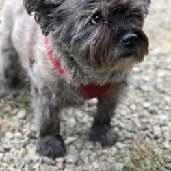 Heeling Star - Lulu on her 17th bday!