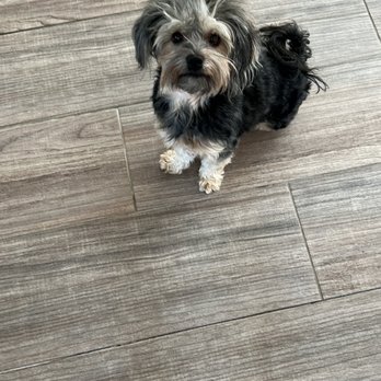 BARK on PARK - Lulu - Pet Stores Near Me - Jacksonville, Florida