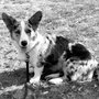 Photo of Brooklyns Finest Dog Training