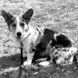 Brooklyns Finest Dog Training - Malygos training for the AKC Canine Good Citizen certificate.