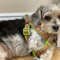 Richard Bauer, DMD - Maggie the office greeter & party animal in recovery
