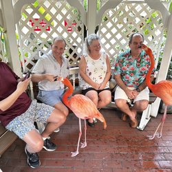 Flamingle