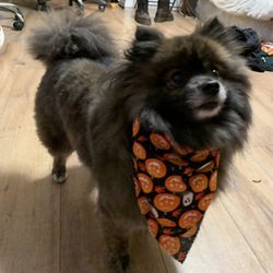 Funky Pups Grooming