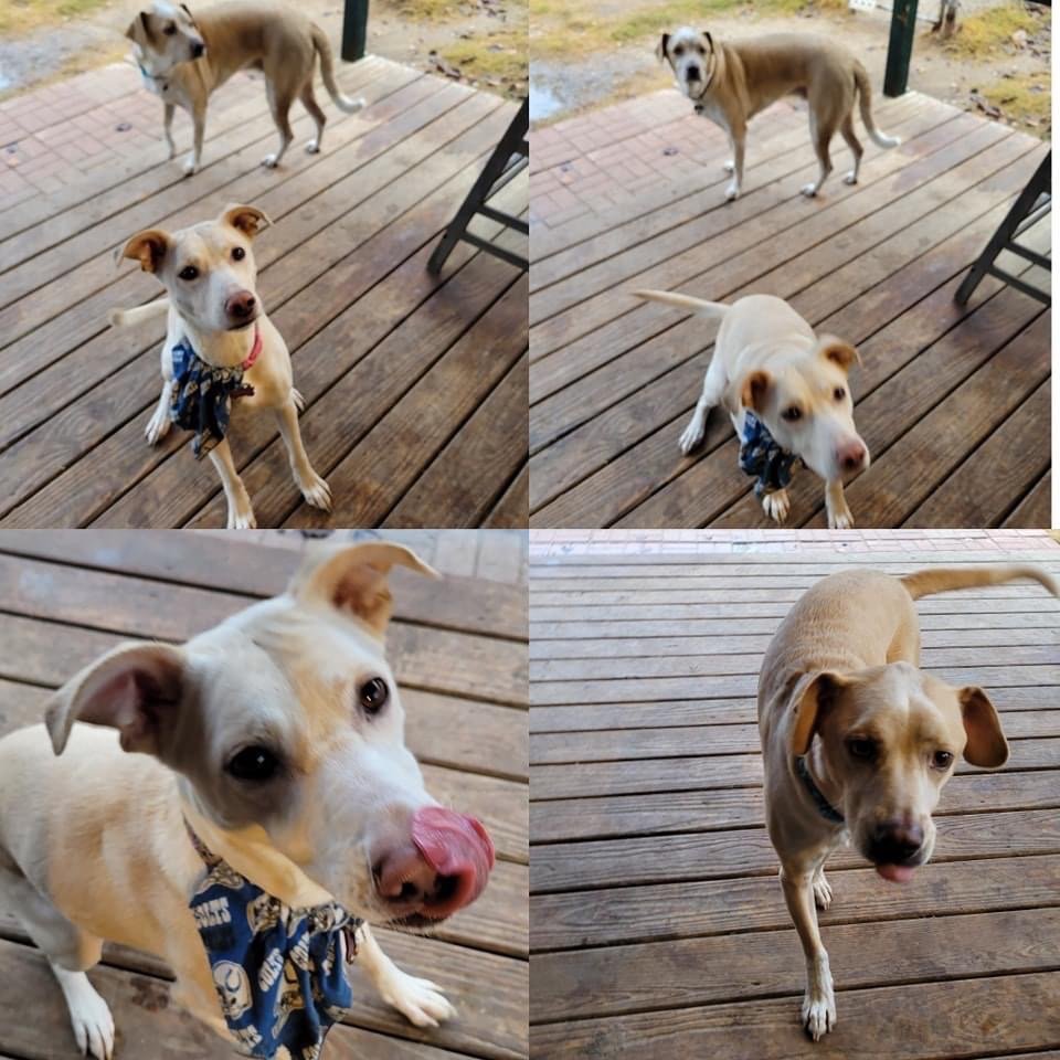 PUP HUB DOG BOARDING Updated August 2024 624 W Bedford Euless Rd