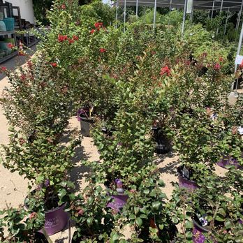 Calloway's Nursery - Nurseries & Gardening Near Me - Richardson, Texas