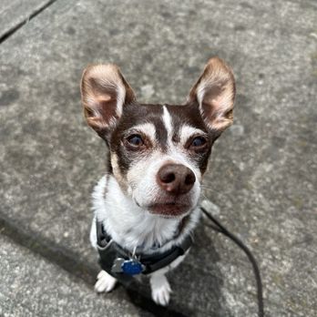 Alder Creek Pet Lodge - A dog on a leash sitting facing the camera on a sidewalk. Bartlett doing his good boy sit. - Pet Transportation Near Me - Poulsbo, Washington Alder Creek Pet Lodge - A dog on a leash sitting facing the camera on a sidewalk. Bartlett doing his good boy sit. - Pet Transportation Near Me - Poulsbo, Washington