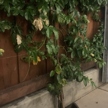 Bombera - Mexican Near Me - Oakland, California
