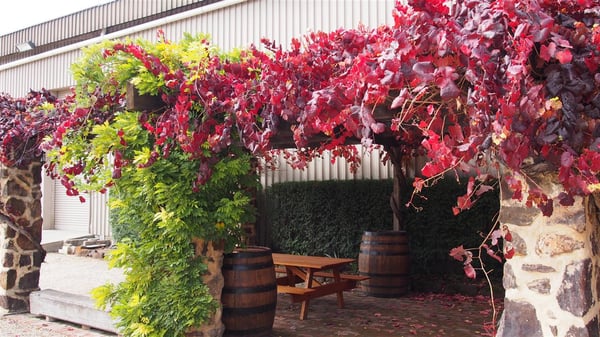 Langmeil Winery - Home of Barossa Valley's Oldest Shiraz Vineyard by null