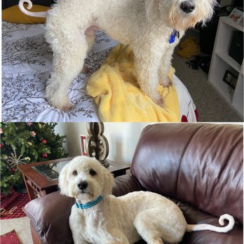 Vienna Pet Spaw - Top photo is before Vienna Pet Spaw, bottom photo is after his groom with them - Pet Stores Near Me - Vienna, Virginia Vienna Pet Spaw - Top photo is before Vienna Pet Spaw, bottom photo is after his groom with them - Pet Stores Near Me - Vienna, Virginia
