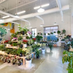 A Pot To Plant In - Your Community Houseplant Shop