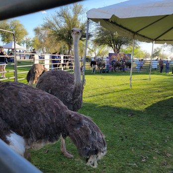 Ostrich Festival - Ostrich close up! - Festivals Near Me - Chandler, Arizona Ostrich Festival - Ostrich close up! - Festivals Near Me - Chandler, Arizona