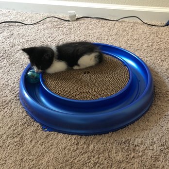Petco - Plastic toy that was over $25 SMH - Pet Training Near Me - Madera, California Petco - Plastic toy that was over $25 SMH - Pet Training Near Me - Madera, California