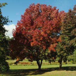 Marks Hall Gardens and Arboretun - Autumn colours