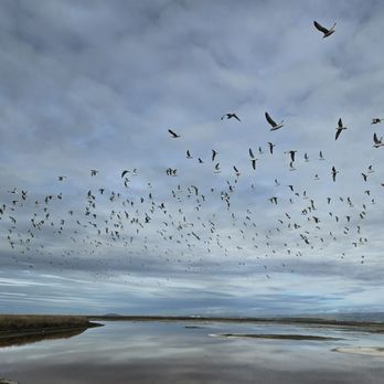 Alviso Marina County Park - possibly more than 100 gulls flying overhead - Parks Near Me - Alviso, California