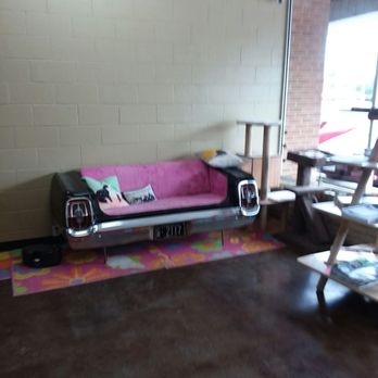 CARE Castaway Animal Rescue Effort - Lobby. - Pet Adoption Near Me - Springfield, Missouri CARE Castaway Animal Rescue Effort - Lobby. - Pet Adoption Near Me - Springfield, Missouri