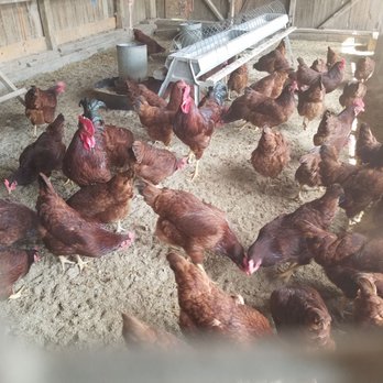 Barnyard Kingdom - Chickend - Petting Zoos Near Me - Lancaster, Pennsylvania