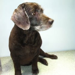 Scruffs Mobile Dog Grooming - I'm Ms. Gracie and I just had the best spa treatment..! Yep, from Scruffs. Just love my new do! I'm a Boynkin Spaniel indeed!