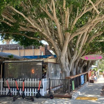 Fig Tree Cafe - Sandwiches Near Me - Pacific Beach, California