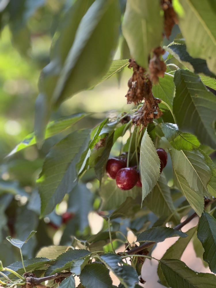 LODI BLOOMS Updated November 2024 77 Photos & 21 Reviews 11560 N