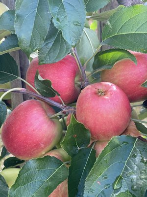 APPEL HAPPEL by null