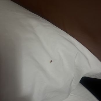 Embassy Suites by Hilton Denver Central Park - Bed bugs - Hotels Near Me - Denver, Colorado Embassy Suites by Hilton Denver Central Park - Bed bugs - Hotels Near Me - Denver, Colorado