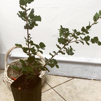 Artemisia Nursery - Coast live oak - Nurseries & Gardening Near Me - Los Angeles, California