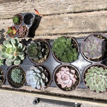 Isaac Farms - Nurseries & Gardening Near Me - Miami, Florida Isaac Farms - Nurseries & Gardening Near Me - Miami, Florida