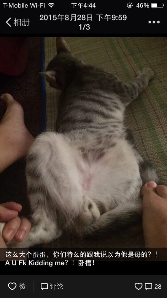 JONES ANIMAL CLINIC Updated July 2024 242 Lee St, Brundidge