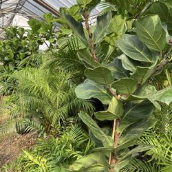 Pembertons Greenhouses