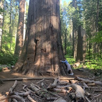 Calaveras Big Trees State Park - This gorgeous ancient tree needed a hug. Who was I to say no? - Parks Near Me - Arnold, California Calaveras Big Trees State Park - This gorgeous ancient tree needed a hug. Who was I to say no? - Parks Near Me - Arnold, California