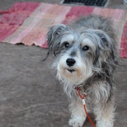 Dr. Greller's patient, Scruffy Dr. Greller's patient, Scruffy