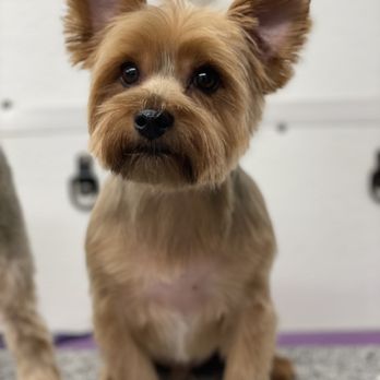 Top Notch Top Knots - Pet Groomers Near Me Top Notch Top Knots - Pet Groomers Near Me
