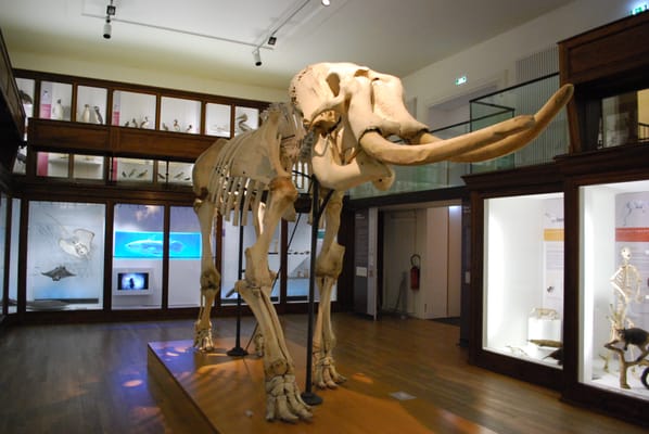 Natural History Museum by null