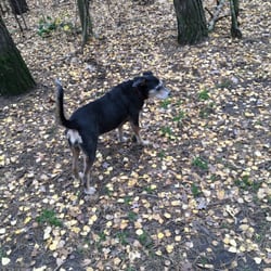 Hundeauslaufgebiet