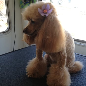 Happy Dog Spa - Cinnamon - Pet Groomers Near Me - Alameda, California Happy Dog Spa - Cinnamon - Pet Groomers Near Me - Alameda, California